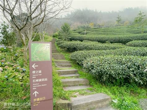 尋霧道真假|石棹霧之道、茶之道、雲之道